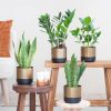Box-6-sterke-planten-2-sfeer-1-1024