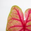 Caladium Brandy - P13