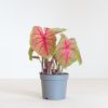 Caladium Brandy - P13