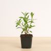Buddleja-davidii royal-red-vlinderstruik-p9-neutraal-1