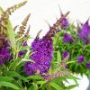 paarse buddleja bloemen
