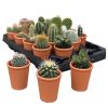 Mini Cactus in terracotta