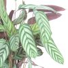 Calathea Compactstar