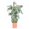 Calathea compactstar