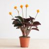 Calathea-crocata-P14-1-1024