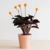 Calathea-crocata-P14-2-1024