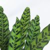 Calathea-lancifolia-P19-3-1024