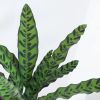 Calathea-lancifolia-P19-4-1024