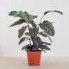 Calathea-ornata-P19-1-2-1024