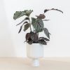 Calathea-ornata-P19-2-1024