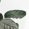 Calathea-ornata-P19-3-1024