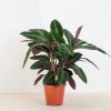 Calathea-warscewiczii-P19-1-1024