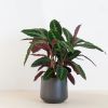 Calathea-warscewiczii-P19-2-1024