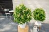 Candylittlewhite buddleja3 1