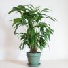Caryota Mitis