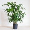 Caryota Mitis