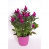 Celosia Caracas