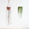 Ceropegia-woodii-string-of-hearts-en-erwtenplantje-senecio-rowleyanus-duo-hangplanten-1-1024
