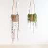 Ceropegia-woodii-string-of-hearts-en-erwtenplantje-senecio-rowleyanus-duo-hangplanten-2-1024
