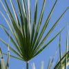 Chamerops Humilis