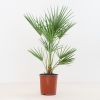 Chamerops Humilis
