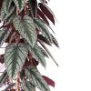 Cissus discolor plant