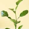 Citrus Hysterix