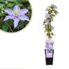 Clematis Justa