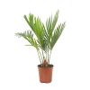 Mini Cycas