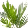 cycas revoluta plantje