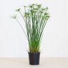 Cyperus Haspan