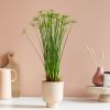 Cyperus Haspan
