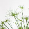 Cyperus Haspan