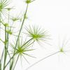 Cyperus Haspan