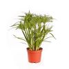Cyperus papyrus percamentus