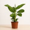 Dieffenbachia reflector kopen