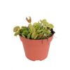vliegenvanger dionaea