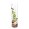 Epipremnum Pinnatum Global Green blad