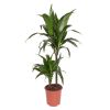 Dracaena 'janet craig'