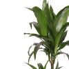 Dracaena 'Janet Craig' (Drakenbloedboom) - P 19 cm