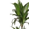 Dracaena-janet-craig19 zoom 2