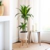 Dracaena janet craig