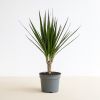 dracaena marginata plant