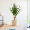 kleine dracaena marginata