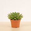 Echeveria Miranda kopen