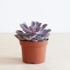Echeveria-purple-pearl-p12-1-1024
