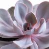 Echeveria-purple-pearl-p12-3-1024
