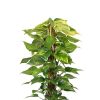 Epipremnum aureum blad