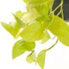 Scindapsus Golden Pothos