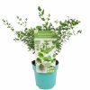 Eucalyptus-parvifolia-17-scaled